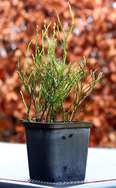 Waldheidelbeere - Wildheidelbeere - Vaccinium myrtillus im 2-Liter Container