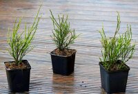 Waldheidelbeere - Wildheidelbeere - Vaccinium myrtillus im 2-Liter Container