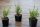 Waldheidelbeere - Wildheidelbeere - Vaccinium myrtillus im 2-Liter Container