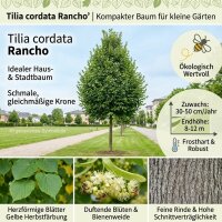 Kleinkronige Winterlinde Rancho - Tilia cordata Rancho