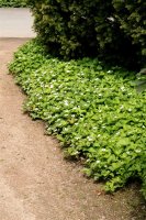 Teppichhartriegel - Cornus canadensis