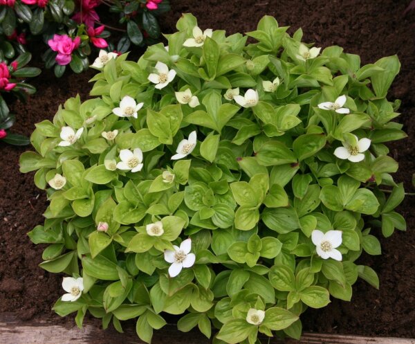 Teppichhartriegel - Cornus canadensis 10 -15 cm im 0,5-Liter Topf