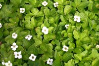 Teppichhartriegel - Cornus canadensis 10 -15 cm im 0,5-Liter Topf