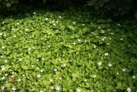 Teppichhartriegel - Cornus canadensis 10 -15 cm im 0,5-Liter Topf