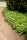 Teppichhartriegel - Cornus canadensis 10 -15 cm im 0,5-Liter Topf