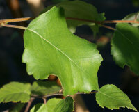 Papierbirke - Betula pendula papyrifera