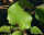 Papierbirke - Betula pendula papyrifera