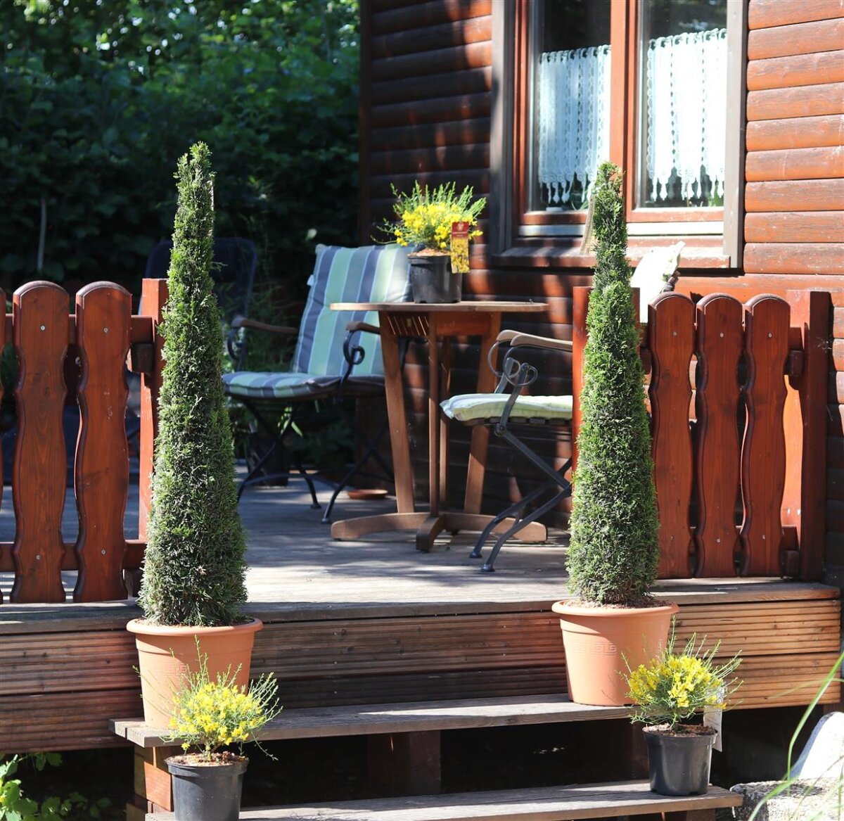 Sulenthuja Torwchter Alternative zur Mittelmeerzypresse, 75,00