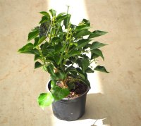 Strauchefeu - Hedera helix Arborescens 40-50 cm, im 5-Liter Container
