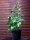Strauchefeu - Altersform - Hedera helix Arborescens 40-50 cm, im 5-Liter Container