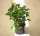 Strauchefeu - Altersform - Hedera helix Arborescens 40-50 cm, im 5-Liter Container