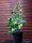 Strauchefeu - Hedera helix Arborescens 40-50 cm, im 5-Liter Container