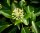 Strauchefeu - Hedera helix Arborescens 40-50 cm, im 5-Liter Container