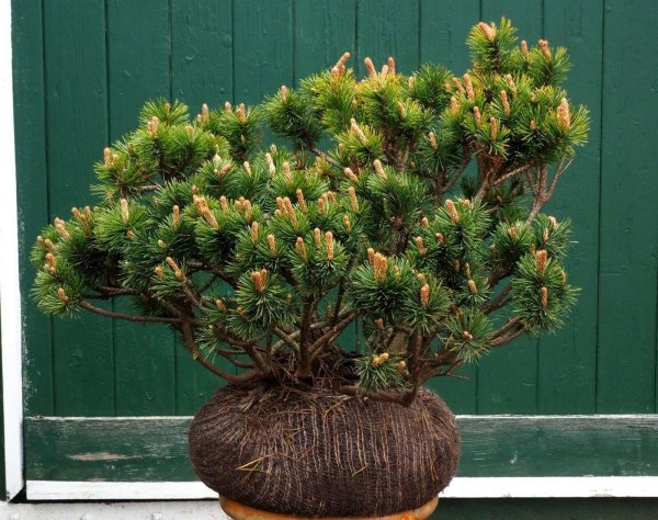 Bergkiefer - Pinus mugo  60-80 cm, mit Ballen oder im Container