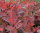 Per&uuml;ckenstrauch - Cotinus dummeri Grace
