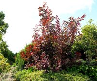 Perückenstrauch Royal Purple - Cotinus coggyria