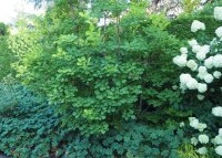 Perückenstrauch - Wildart - Cotinus coggyria 60-80 cm, im 5 Liter Container