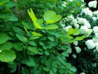 Perückenstrauch - Wildart - Cotinus coggyria 60-80 cm, im 5 Liter Container