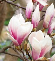 Tulpenmagnolie - Magnolia soulangeana 40-60 cm, im 3-Liter Container
