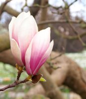 Tulpenmagnolie - Magnolia soulangeana 100-125 cm,  Solitär im 20-Liter Container