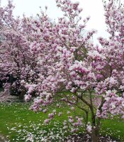 Tulpenmagnolie - Magnolia soulangeana 100-125 cm,...