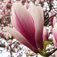 Tulpenmagnolie - Magnolia soulangeana 100-125 cm,  Solitär im 20-Liter Container