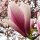 Tulpenmagnolie - Magnolia soulangeana 100-125 cm,  Solitär im 20-Liter Container