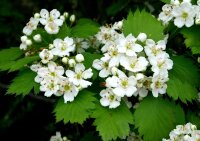 Scharlachdorn - Amerikanischer Weißdorn  Crataegus coccinea 50-80 cm, 2-jährig verschulter Sämling, wurzelnackt