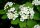 Scharlachdorn - Amerikanischer Weißdorn  Crataegus coccinea 60-100 cm, verpflanzter Strauch, ab 3 Triebe, wurzelnackt