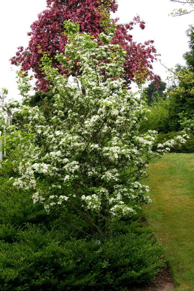Scharlachdorn - Amerikanischer Weißdorn  Crataegus coccinea 100-150 cm, Strauch im 5 Liter Container