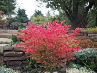 Kompakter Korkflügelstrauch - Euonymus alatus Compactus