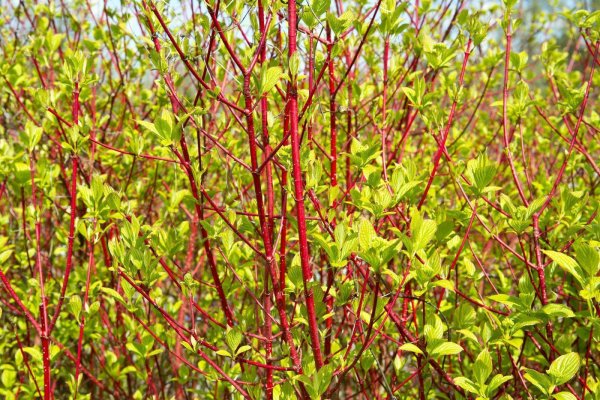 Sibirischer-Hartriegel - Rotholziger-Hartriegel - Cornus alba Sibirica 60-100 cm, Strauch  im 3-Liter Container