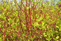 Cornus alba Sibirica - Sibirischer-Hartriegel -...