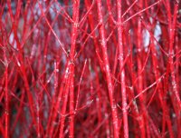 Sibirischer-Hartriegel - Rotholziger-Hartriegel - Cornus alba Sibirica 60-100 cm, Strauch  im 3-Liter Container