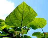 Kugel-Trompetenbaum  Catalpa bignonioides Nana 