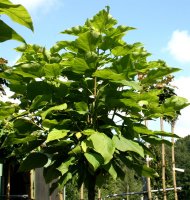 Kugel-Trompetenbaum  Catalpa bignonioides Nana