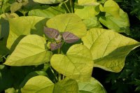 Gold-Trompetenbaum Catalpa bignonioides Aurea...