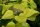 Gold-Trompetenbaum Catalpa bignonioides Aurea  Gold-Trompetenbaum