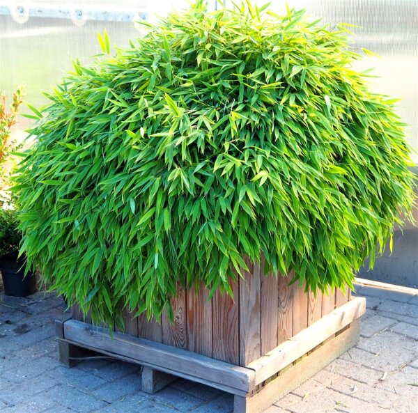 bambus rufa wachstum Fargesia rufa (Bamboo) ↑ 60 cm – urbanjngl.com main image 0