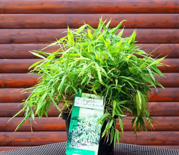 Kleinbambus - Fargesia murielae Luca 20-25 cm, im 2 Liter Container