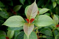 Kletterhortensie Semiola - Hydrangea anomala