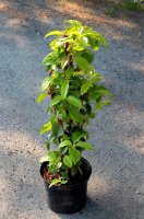 Kletterhortensie Semiola - Hydrangea anomala 40-60 cm, im...