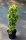 Kletterhortensie Semiola - Hydrangea anomala 40-60 cm, im 5-Liter Container