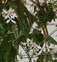 Immergrüne Clematis Snowdrift  Clematis armandii