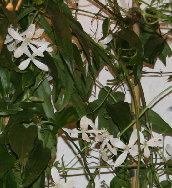 Immergrüne Clematis Snowdrift Clematis armandii 60-100 cm, im 2-Liter Container