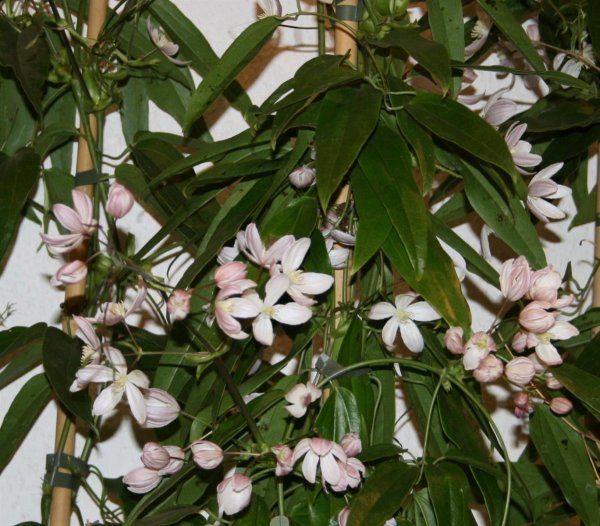 Immergrüne Clematis  armandii Apple Blossom 60-100 cm, im 2-Liter Container