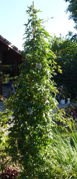 Passiflora caerulea - Passionsblume