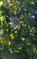 Blaue Passionsblume - Passiflora caerulea