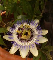 Blaue Passionsblume - Passiflora caerulea