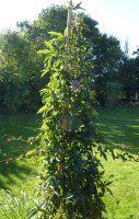 Passiflora caerulea - Passionsblume